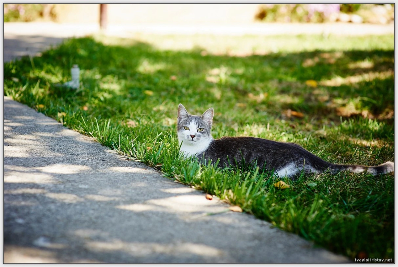 svatbena-fotografiya-kd-0074