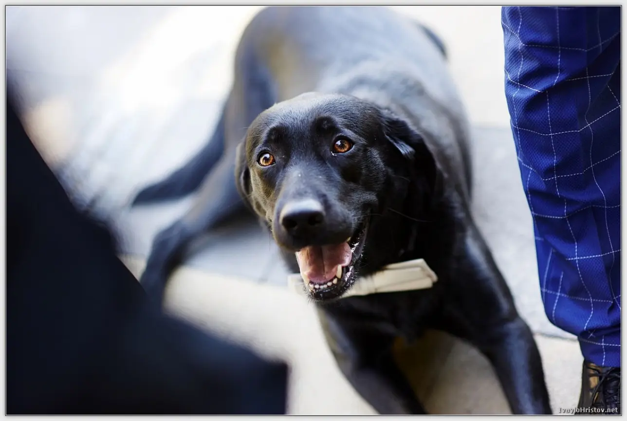 сватбена_фотография_KD_0196