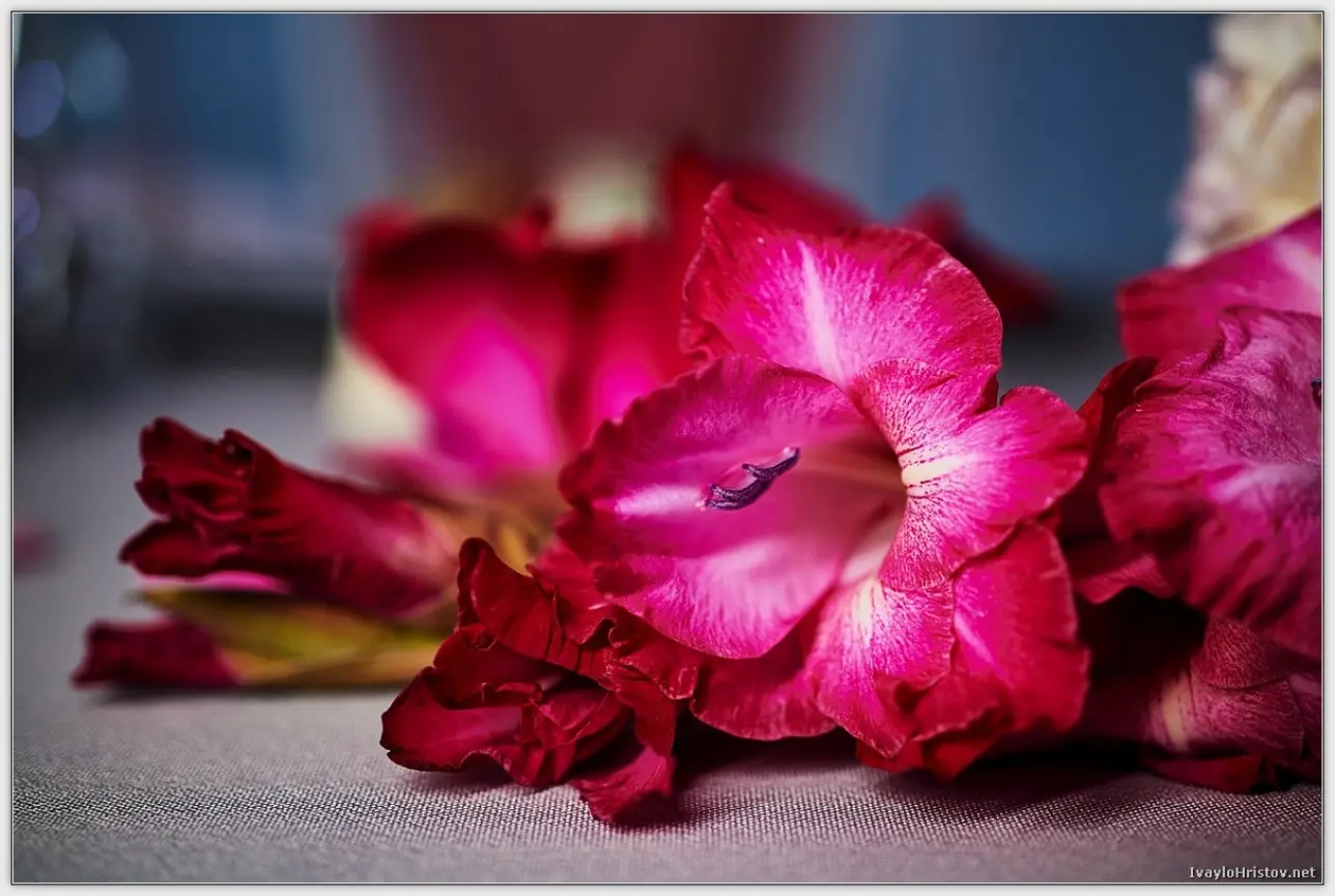 сватбена_фотография_IK_0211