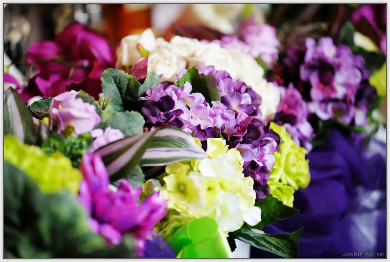 Maria_Stefan_120_2014